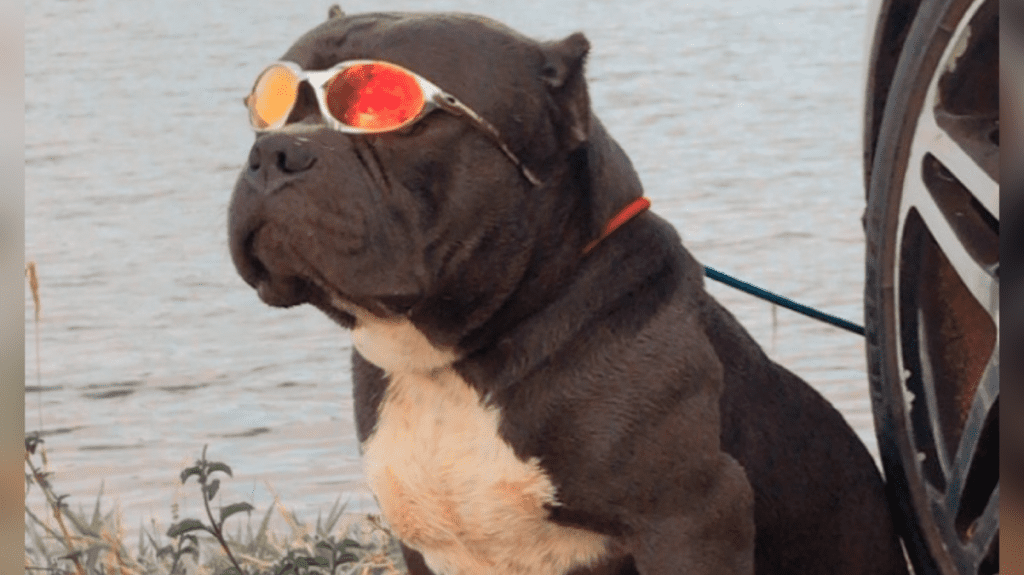Tutora do cão e a família agradeceram à Polícia Civil após o animal de estimação ser encontrado (Foto: Divulgação-PC)