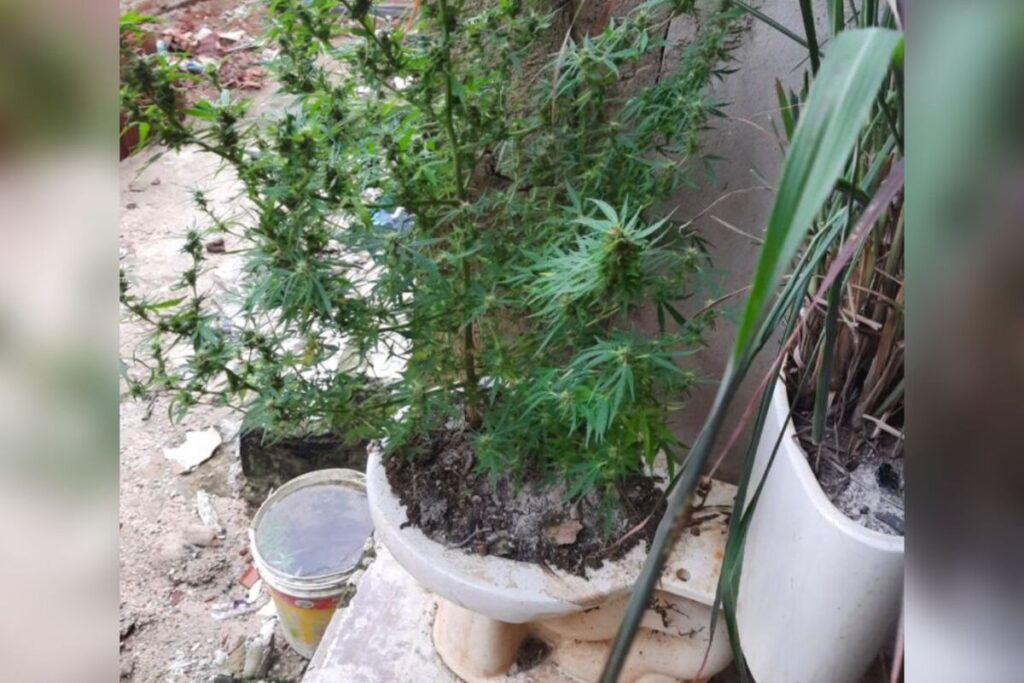 Pé de maconha foi encontrado pela PM no quintal da residência (Foto: Divulgação/Força Tática)