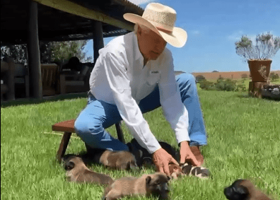 "Muita gente me pede um filhotinho", afirma caiado no vídeo. (Foto: Captura)