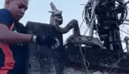 Bombeiro usou apenas um par de luvas para se proteger da cobra. (Foto: Captura)