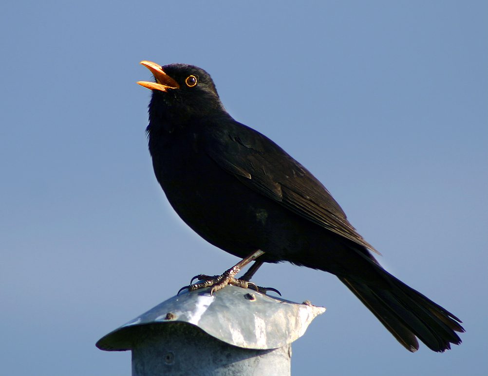 Era um melro (Turdus merula) que fazia aquele som para atrair uma parceira e afastar outros machos de seu território. (Foto: Reprodução / Wikipedia)