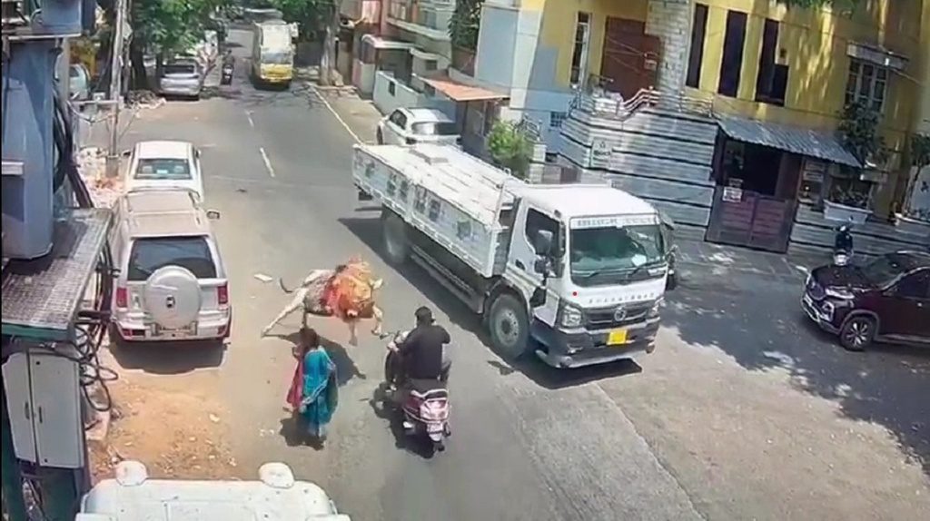 O boi foge logo depois, deixando confusa a mulher que o conduzia. (Foto: captura)