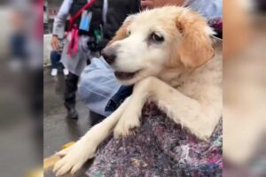 Cachorrinho foi resgatado em Canoas, município vizinho a Porto Alegre. (Foto: Captura)