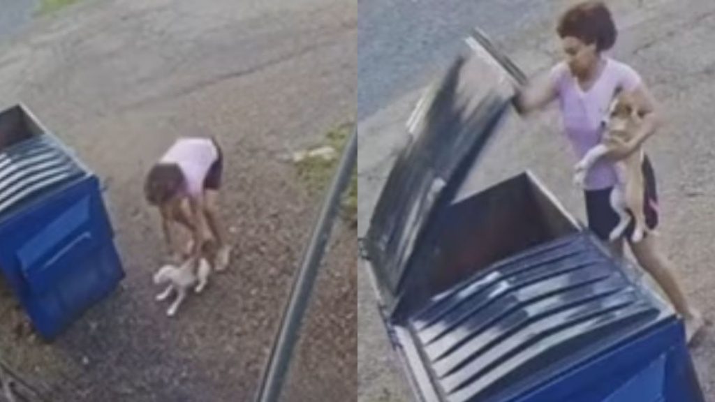 Os cachorrinhos foram resgatados por um vizinho do local, que ouviu o choro dos filhotes e acabou os encontrando. (Foto: Captura)