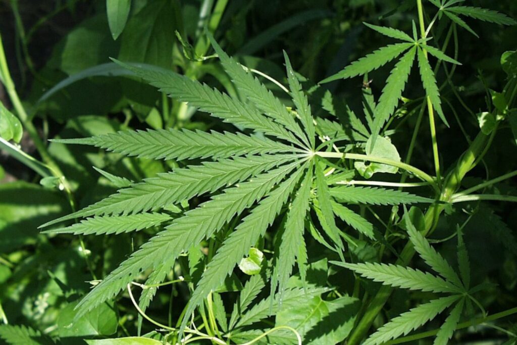 Decisão da corte descriminalizou o porte da maconha. (Foto: Reprodução / Wikipedia)