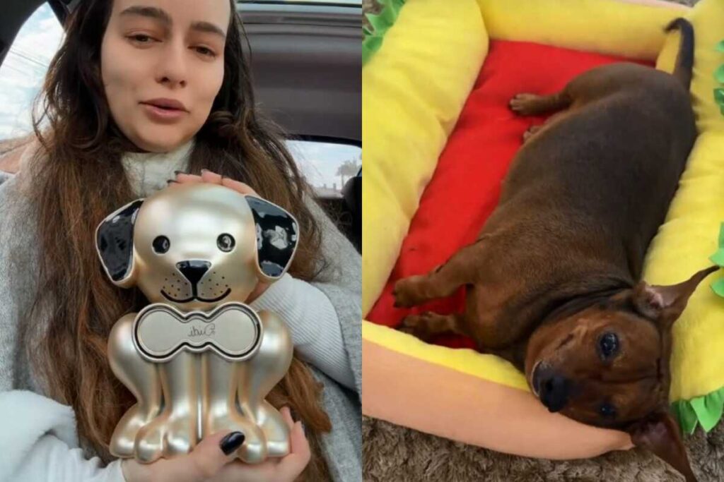 Apelidada carinhosamente como "cupuaçu", Didi ja era uma cachorrinha idosa e fazia acompanhamento com o veterinário para emagrecer. (Foto: Captura)