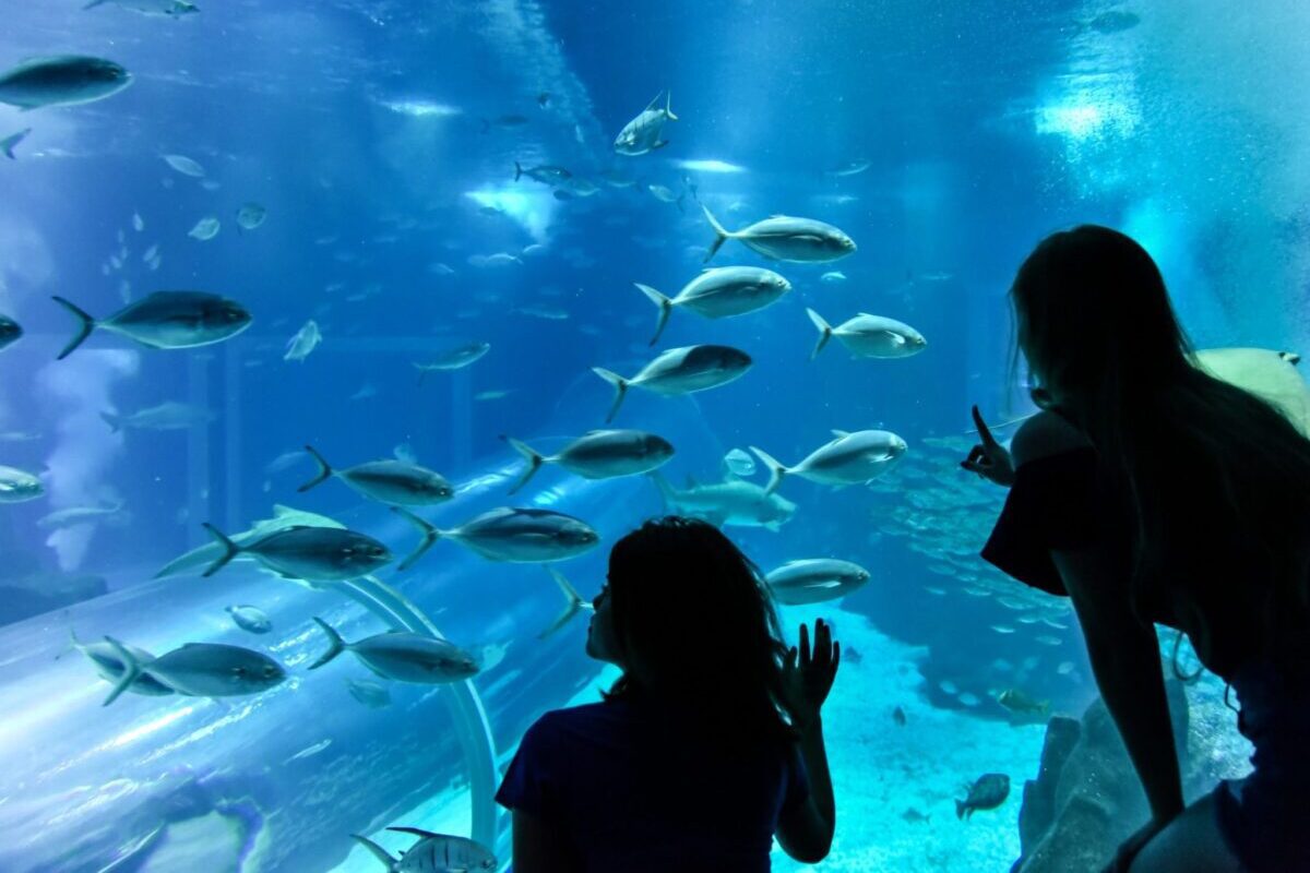 foto de pessoas no aquário observando peixes