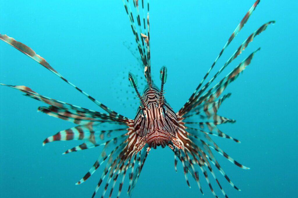 foto de peixe-leão nas águas do indonésia