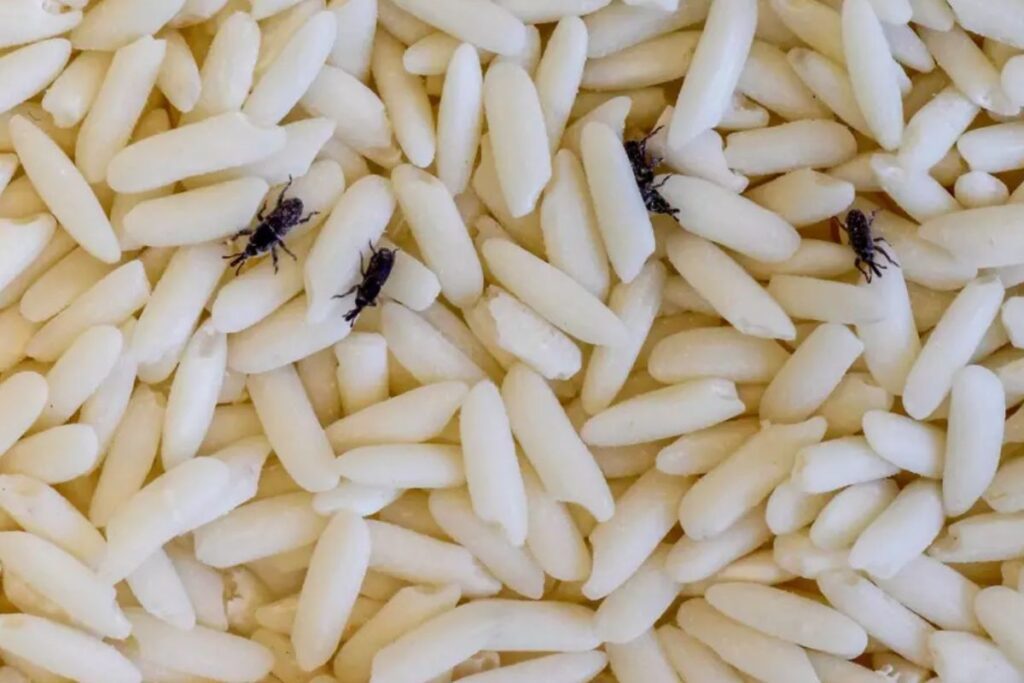 foto de arroz com carunchos
