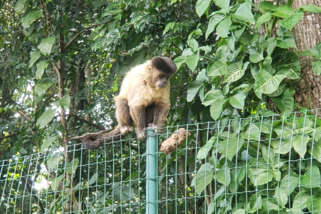foto de macaco no central parque senador onofre quinan