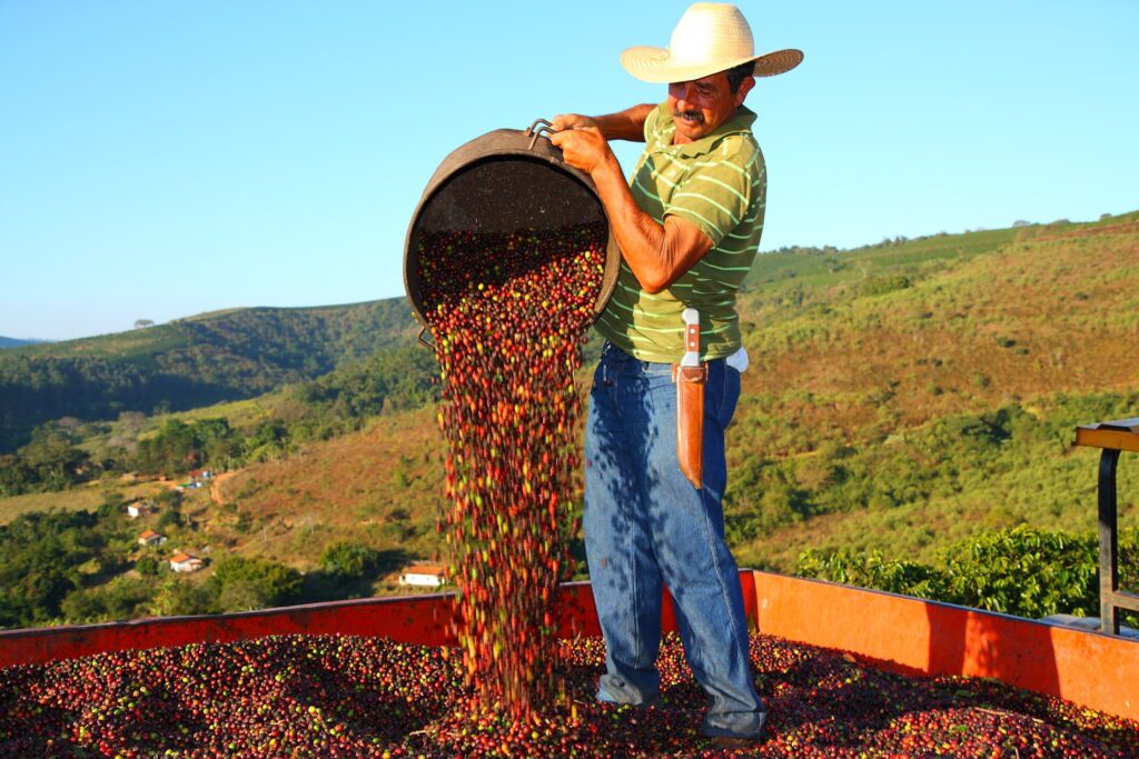 foto de produtor de café colhendo grãos