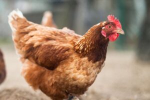 foto de galinha para ilustrar matéria de gripe aviária