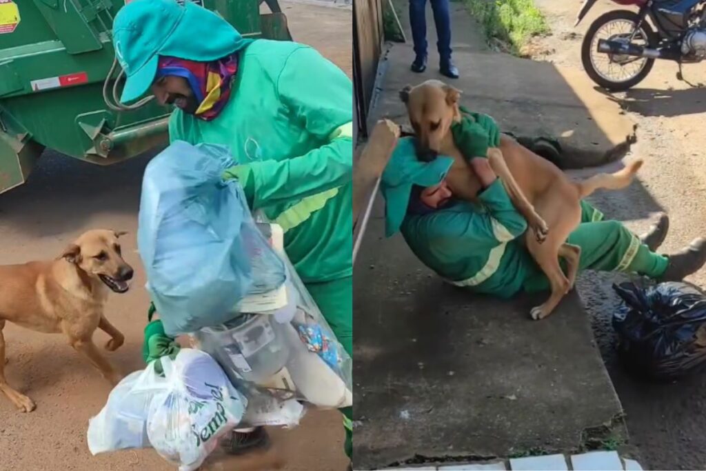 amizade gari cachorro
