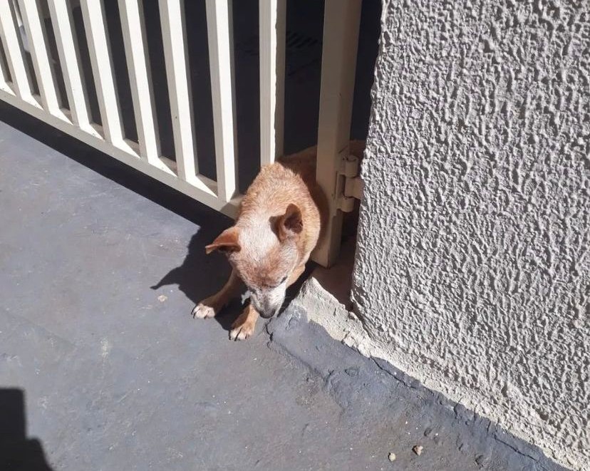 Cachorrinho teve fuga frustrada ao tentar fugir (Foto: Divulgação-Bombeiros)