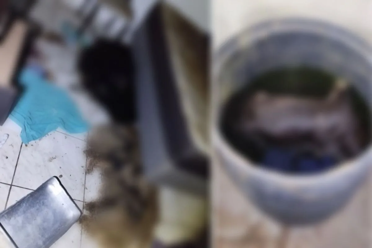 Cachorros em estado de decomposição e outro decapitado dentro de tonel de água (Foto: Reprodução)