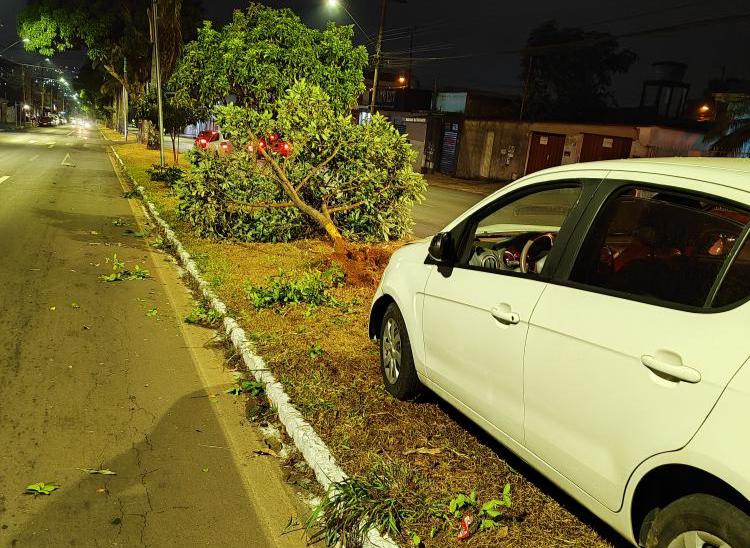 Carro invadiu o canteiro central e derrubou árvore (Foto: Divulgação - PM)