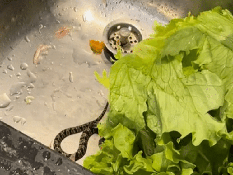 Cobra encontrada foi encontrada no momento de lavar o alface (Foto: Captura)
