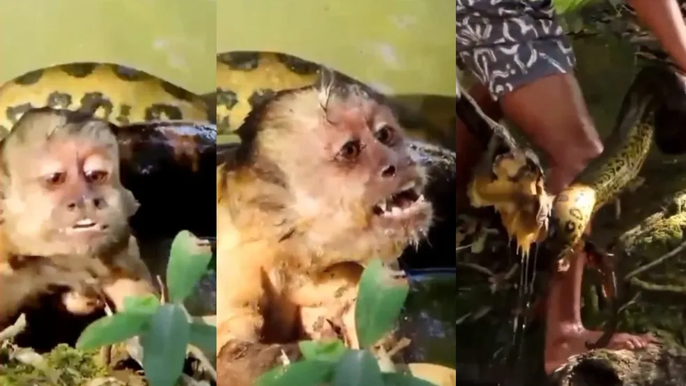 Macaco-prego agoniza enquanto é estrangulado por sucuri (Foto: captura)