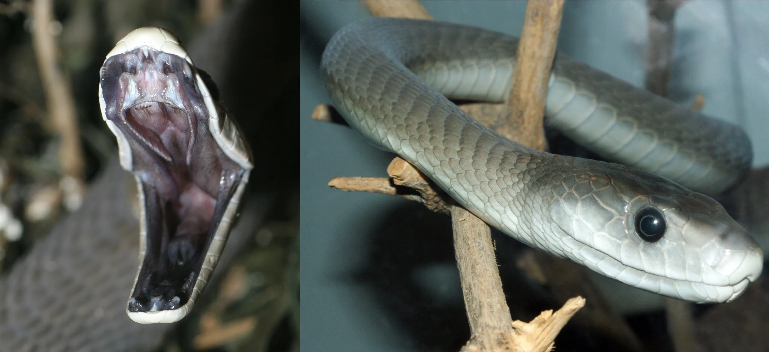 Cobras matam nove mil pessoas em Moçambique a cada ano