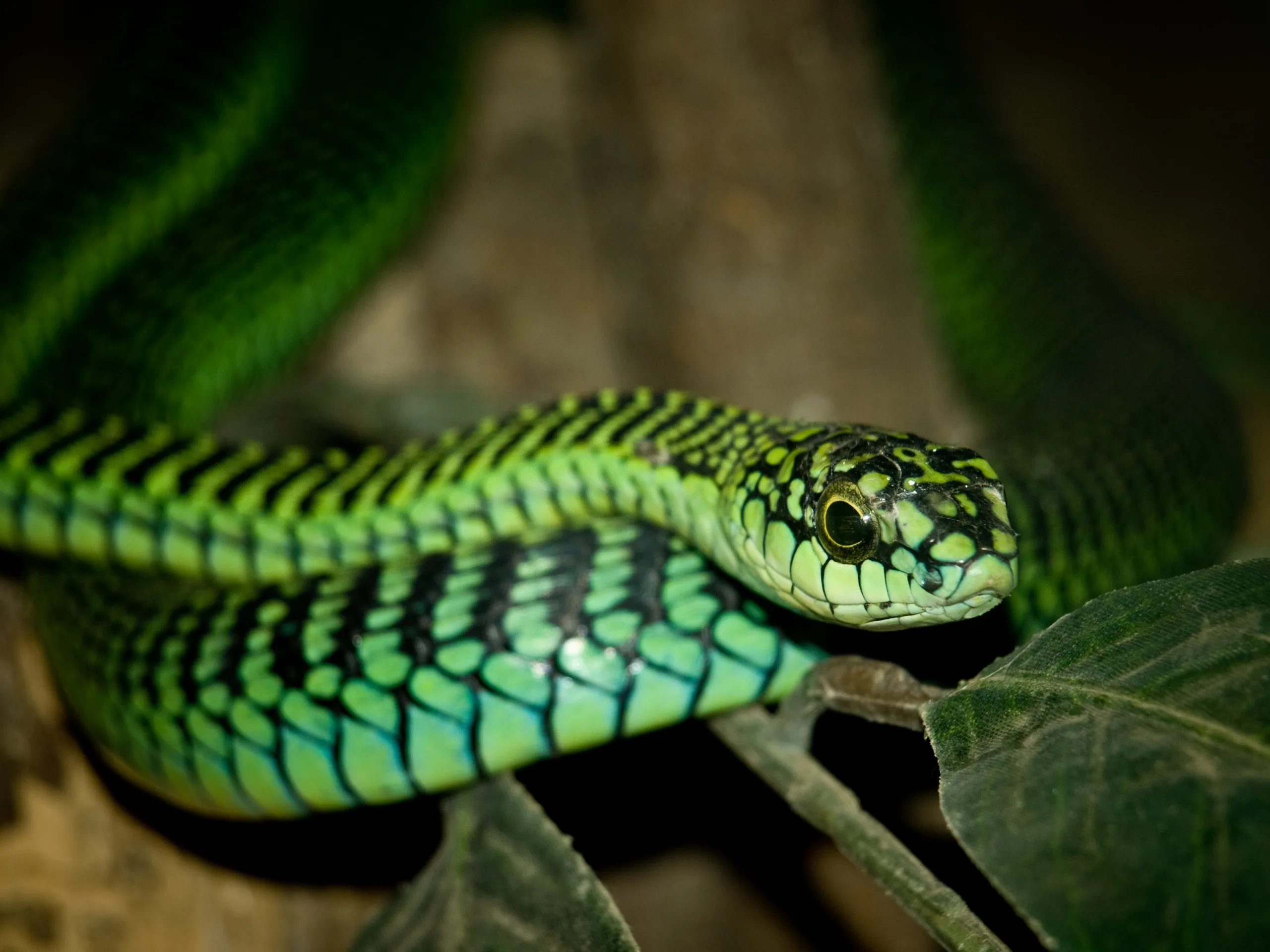 Qual é a cobra mais venenosa do mundo?