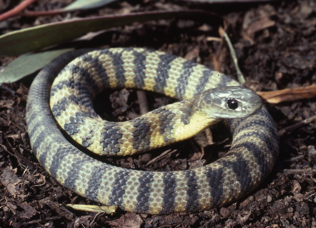 (Foto: Reprodução / Australian Museum)