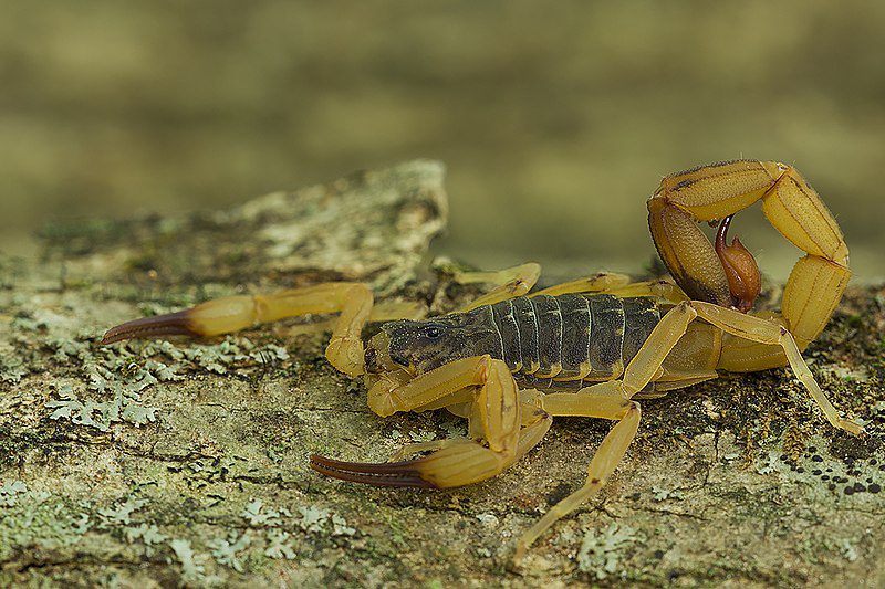 Tityus serrulatus, o escorpião-amarelo (foto: Reprodução / Wikipedia)