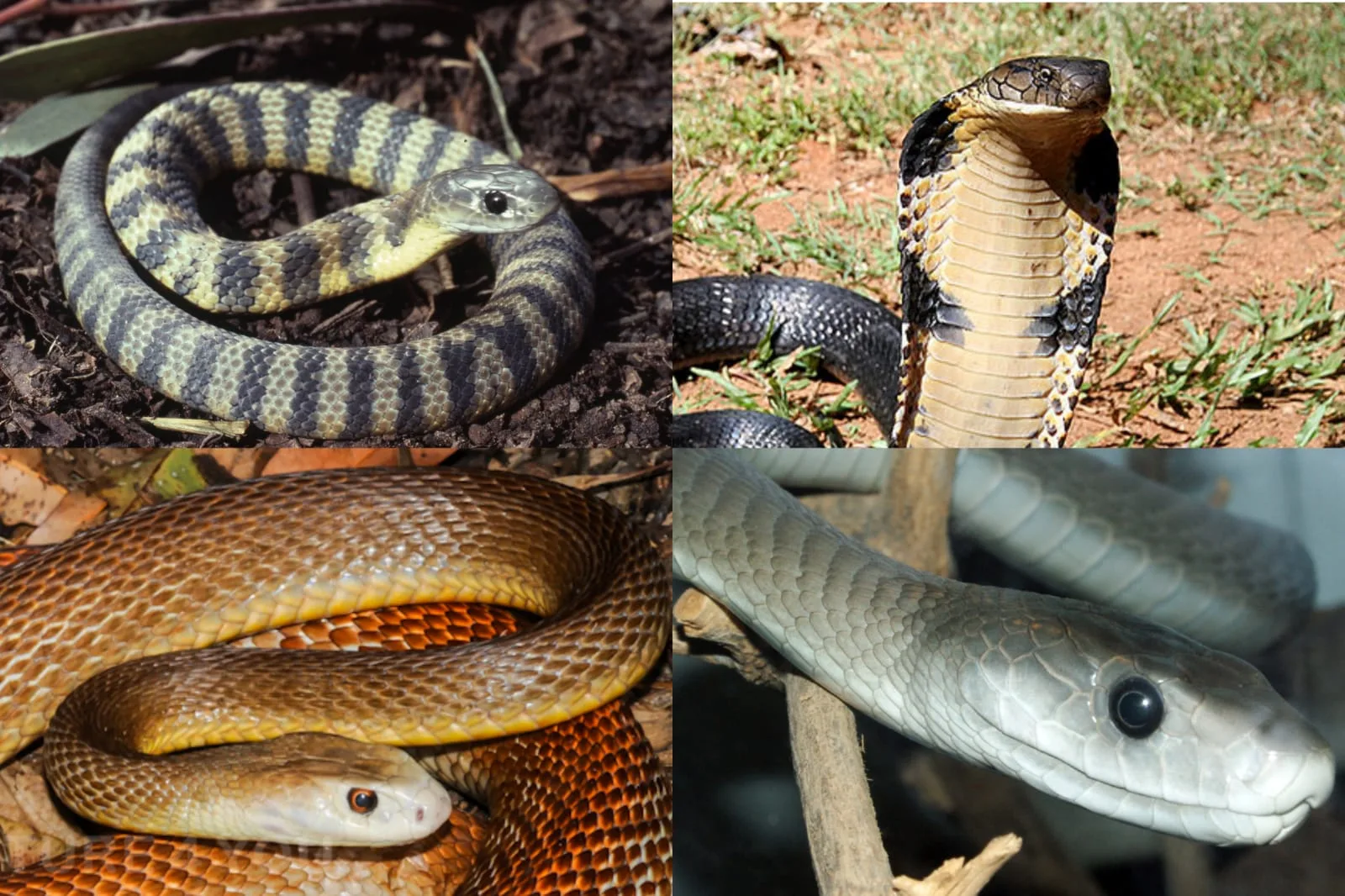 Cobras matam nove mil pessoas em Moçambique a cada ano