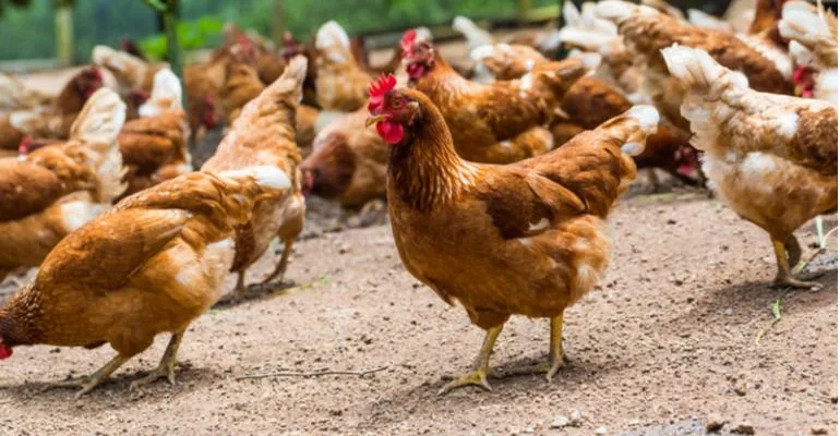 Tentativa de suborno com galinhas terminou com prisão em flagrante (Foto: Agrishow Digital)