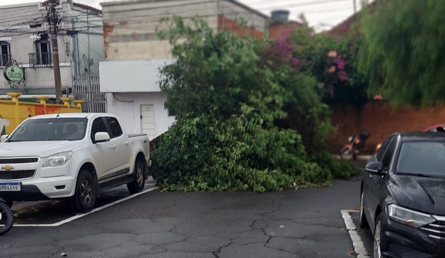 Copa da árvore caiu sobre a rua, atrapalhando o trânsito (Foto: Rubens Junior/Rádio 96 FM)