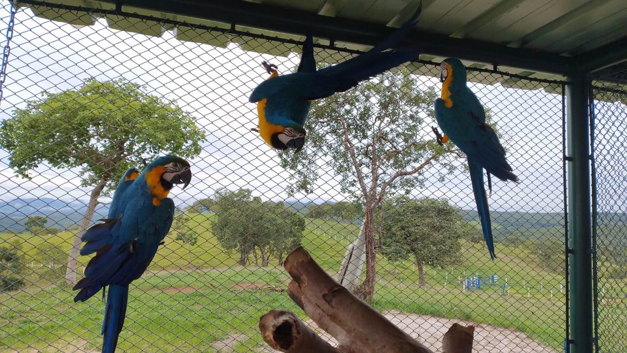 Bombeiros foram chamados para resgatar os animais que estavam na fazenda e dar o destino à instituição competente (Foto: Divulgação/Polícia Civil)