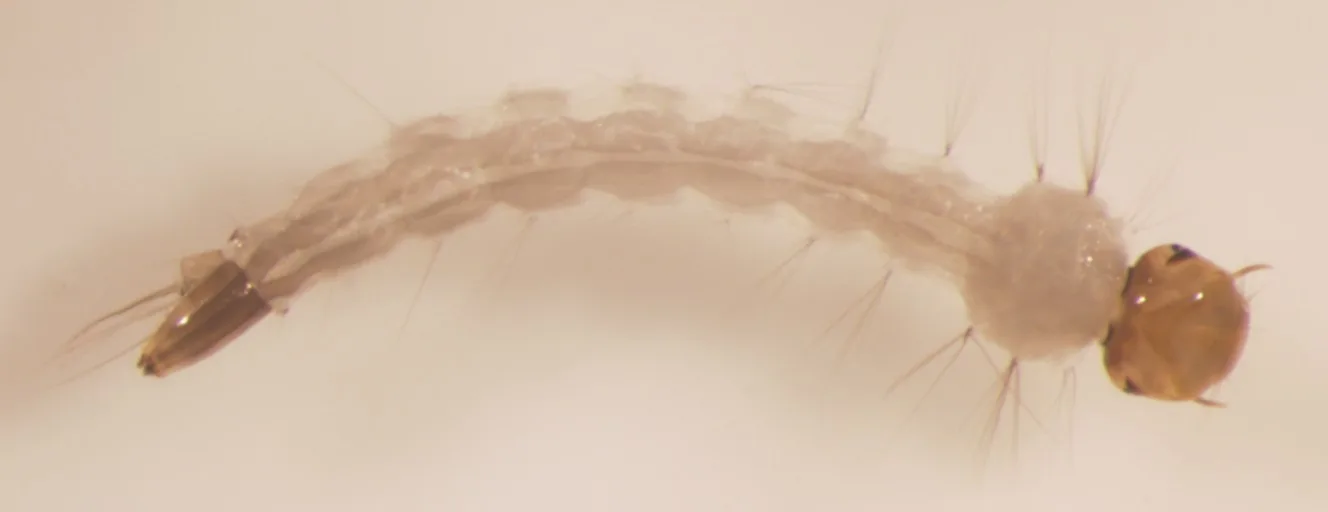 Larva de mosquito da dengue (Foto: Reprodução / Wikipedia)