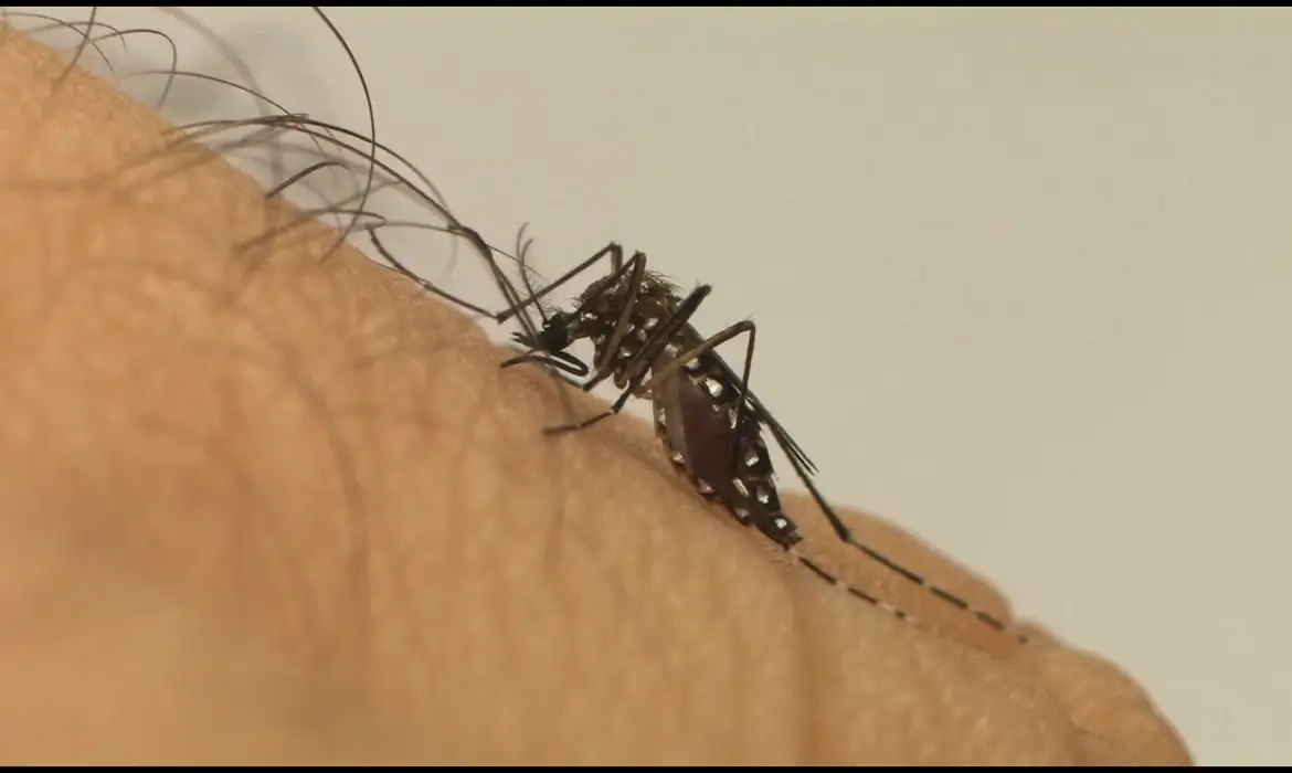 Mosquito Aedes aegypti, transmissor da dengue (Foto: Divulgação/Fiocruz)