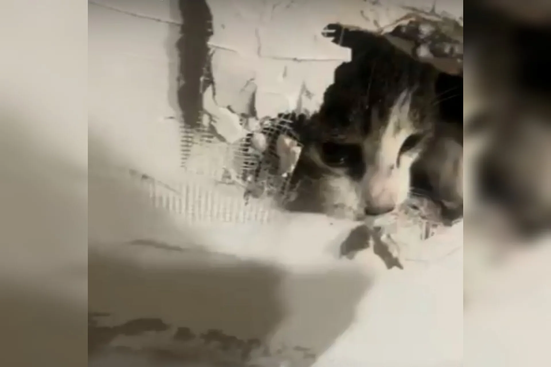 Eu  não acredito que a equipe de manutenção prendeu meu gato na *** da parede!”, escreve a dona do animal. (Foto: Captura)