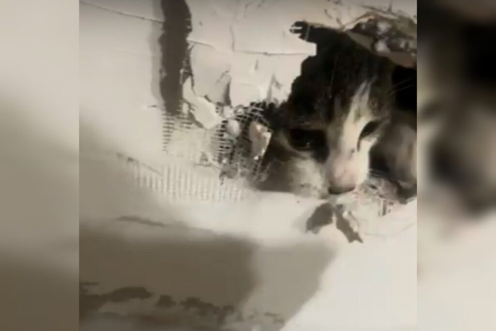 "Eu não acredito que a equipe de manutenção prendeu meu gato na *** da parede!”, escreve a dona do animal. (Foto: Captura)