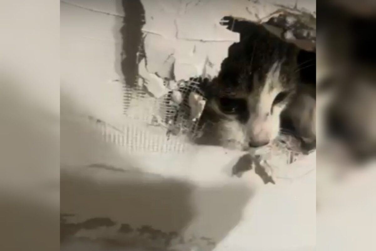 "Eu não acredito que a equipe de manutenção prendeu meu gato na *** da parede!”, escreve a dona do animal. (Foto: Captura)