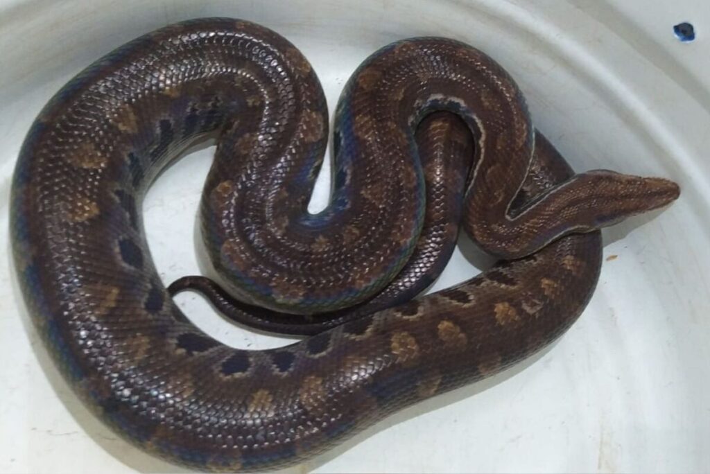Cobra do tipo jiboia 'arco-íris' foi encontrada no setor Santos Dumont (Foto: Divulgação/Bombeiros)