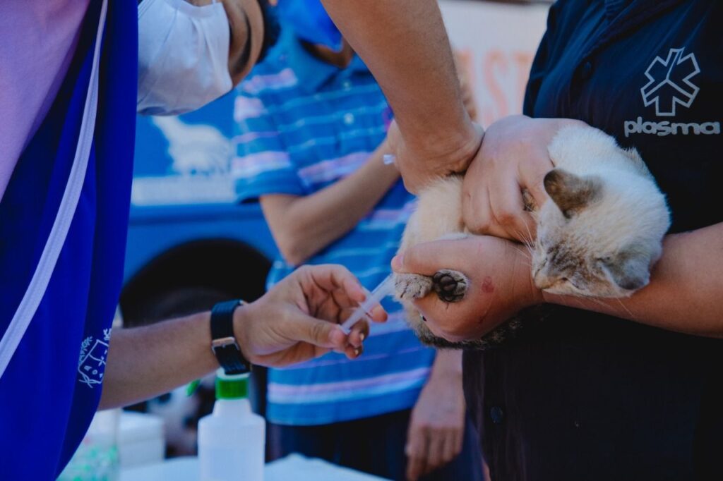 A doença raiva pode ser transmitida ao ser humano por meio da mordida, aranhão ou lambida de animais contaminados. (Foto: Divulgação / Prefeitura de Anápolis)