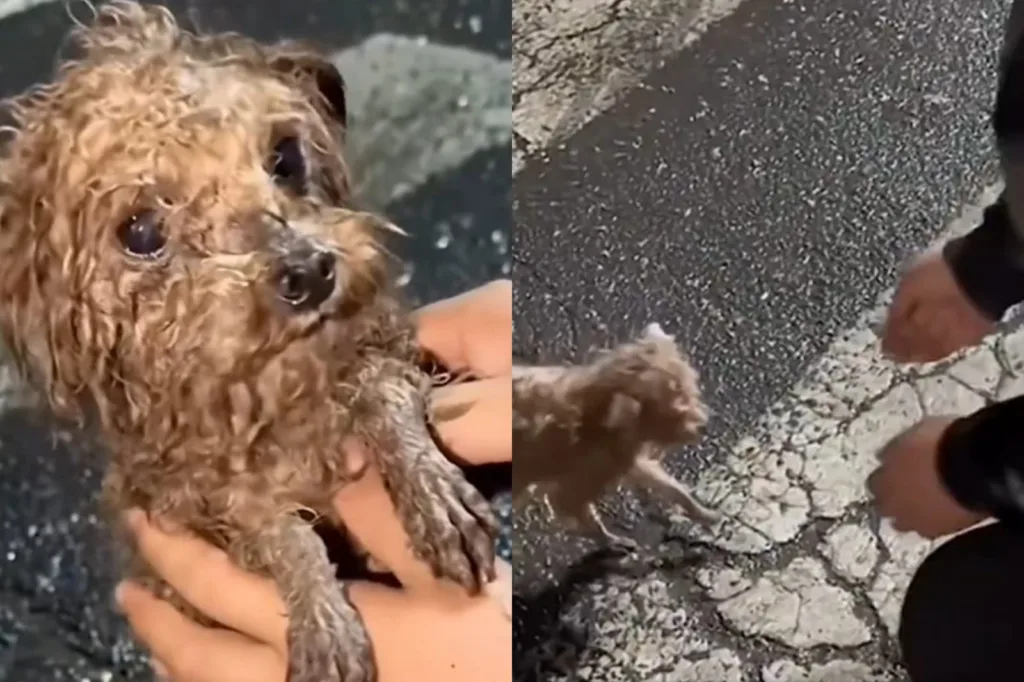 Cachorrinho foi encontrado no município de Três Coroas (Foto: Captura)