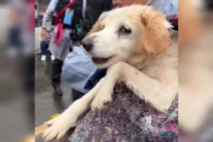 Cachorrinho foi resgatado em Canoas, município vizinho a Porto Alegre. (Foto: Captura)