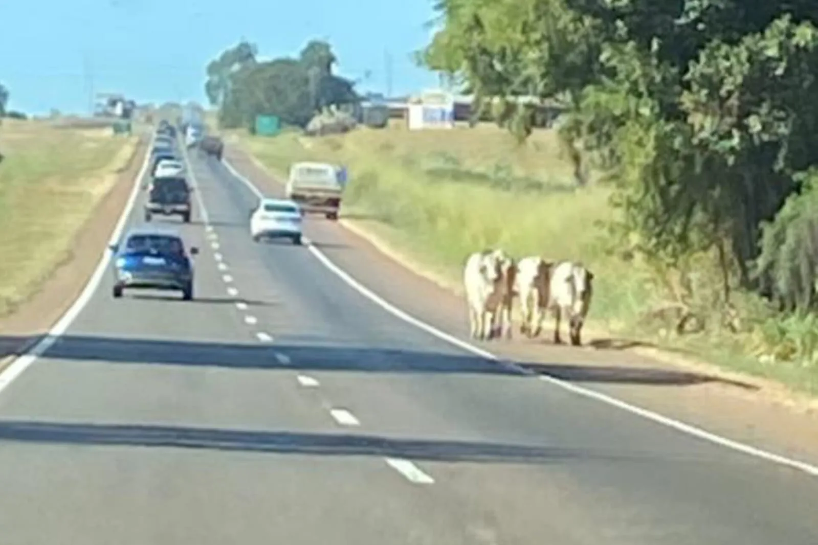 Imagens registradas logo após o acidente mostram bois andando ao lado dos carros na rodovia. (Foto: imagens cedidas à Rádio São Francisco)