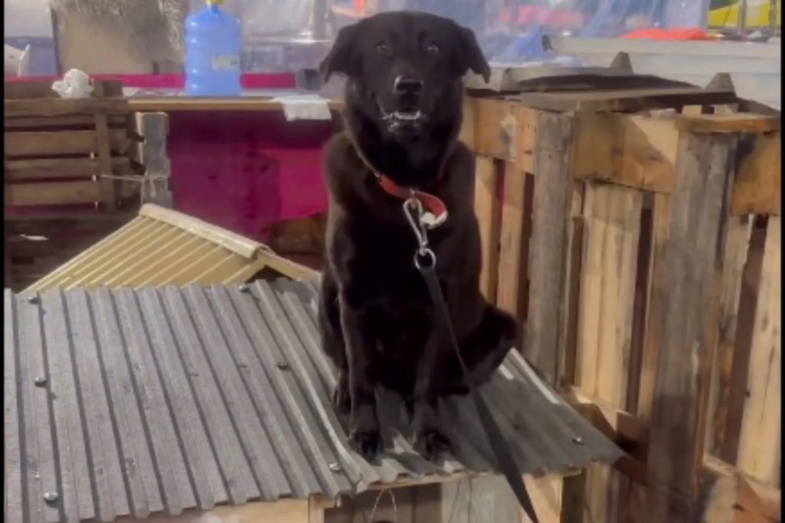 A cadela que aparece no telhado da casinha felizmente já foi adotada. (Foto: Captura)