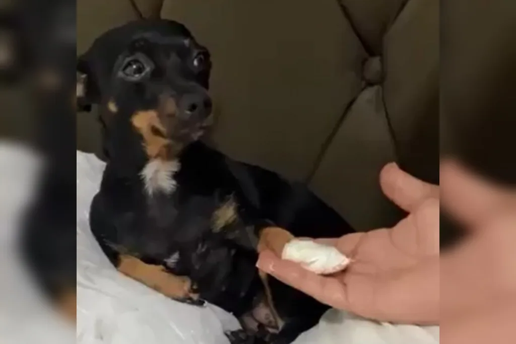 A cachorrinha, que machucou a pata, faz cara de triste e treme levemente. (Foto: Captura)