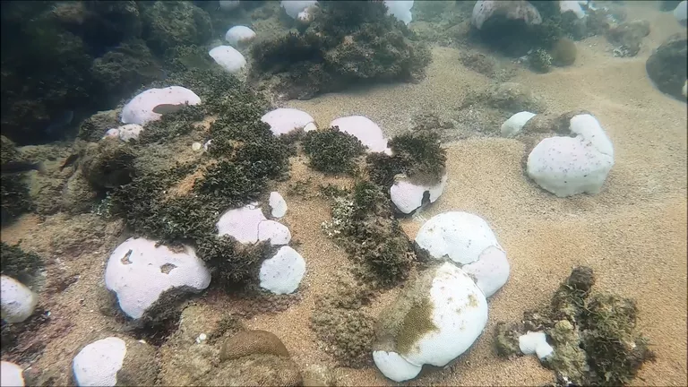 O branqueamento de corais representa a morte destes organismos fundamentais para a vida marinha devido ao excesso de calor. (Foto: Reprodução)