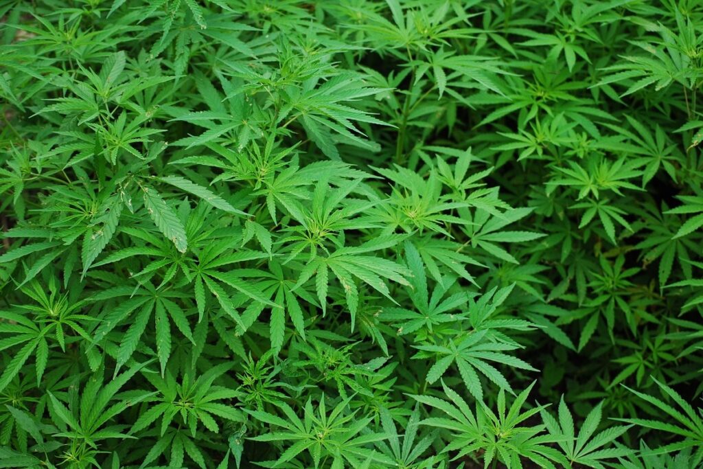 Magistrados são a favor de permitir até 6 plantas fêmeas de cannabis. (Foto: Reprodução / Pixabay)