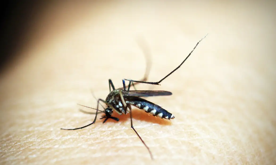 Agentes de endemias continuam a encontrar focos do mosquito Aedes aegypti em diversos imóveis da cidade (Foto: Pixabay)
