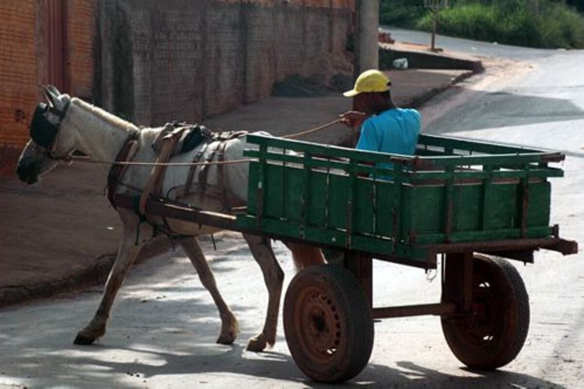 Durante quatro anos, será proibido o uso de veículos de tração animal em ruas pavimentadas e a condução desses veículos por menores de 18 anos (Foto: Reprodução)