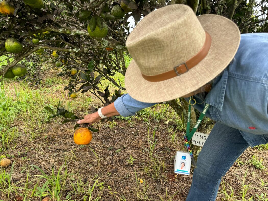 Podem concorrer ao edital doutores em áreas como Medicina Veterinária, Biologia, Agronomia e Engenharia Florestal (Foto: Fapeg)