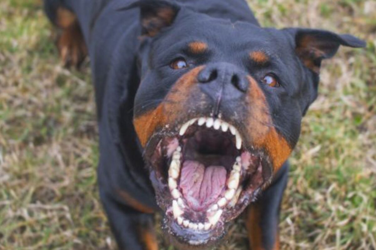 Segundo a ocorrência, o cachorro Rottweiler atacou a vítima que morreu no quintal da casa (Foto: Reprodução/Shutterstock)