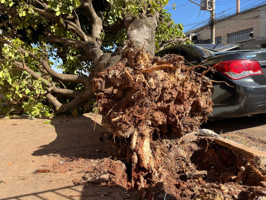 Árvore monguba atingiu carro de passeio na Avenida Goiás, no centro de Anápolis (Foto: Jonathan Cavalcante/São Francisco FM)