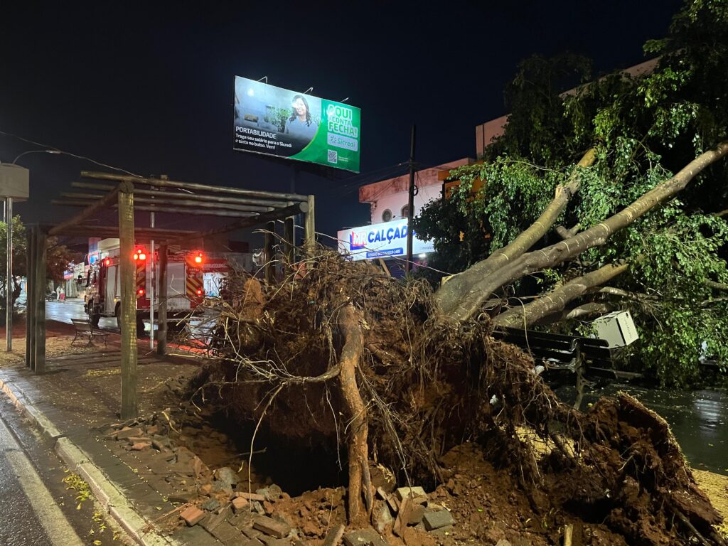 Árvore que tombou na Avenida Fernando Costa, na Vila Jaiara (Foto: Jonathan Cavalcante/São Francisco FM)